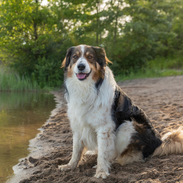 英国牧羊犬坐在湖边